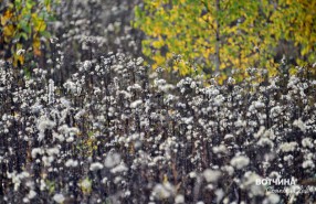 Цветы осенние милей роскошных первенцев полей